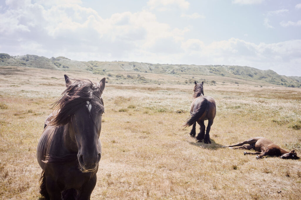 Editorial Auszeit Dänemark - Pferde krasses Bild