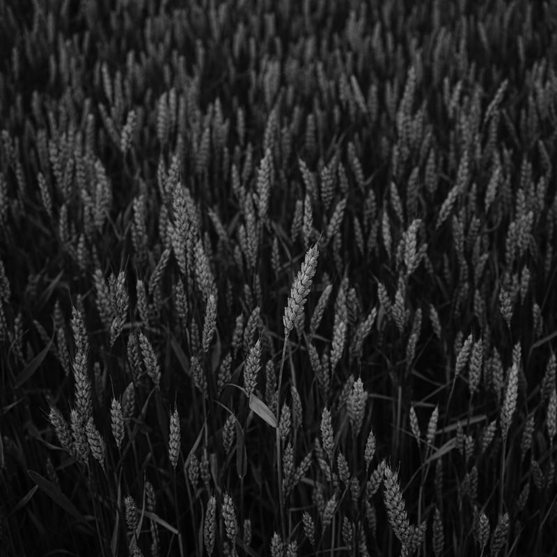 Editorial Auszeit Dänemark - Blick in ein Kornfeld